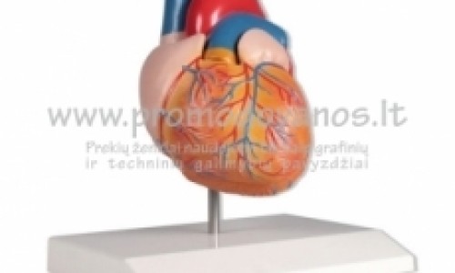 Anatominiai modeliai, muliažai-en